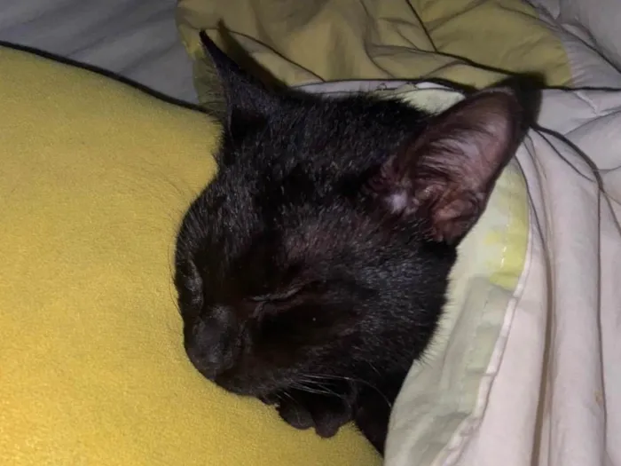 Gato ra a SRD-ViraLata idade 7 a 11 meses nome Banguela