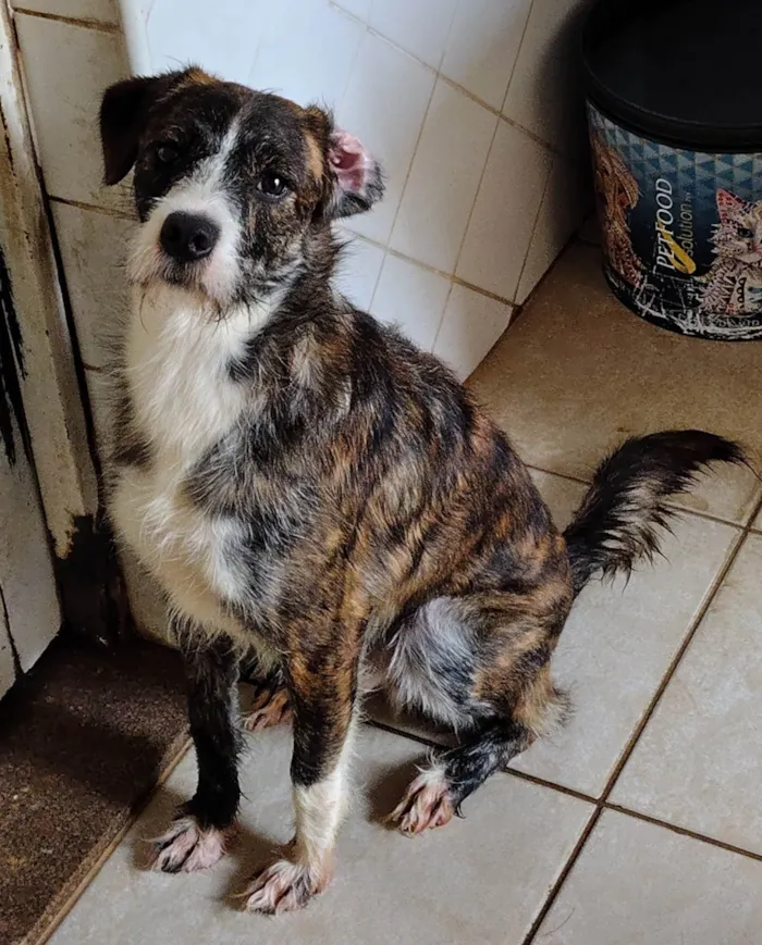 Cachorro ra a SRD-ViraLata idade 1 ano nome Pitoco 