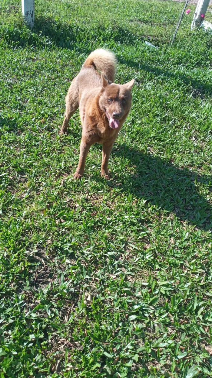 Cachorro ra a SRD-ViraLata idade 4 anos nome Lobinho