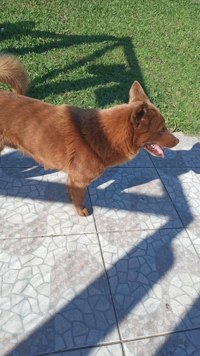 Cachorro ra a SRD-ViraLata idade 4 anos nome Lobinho