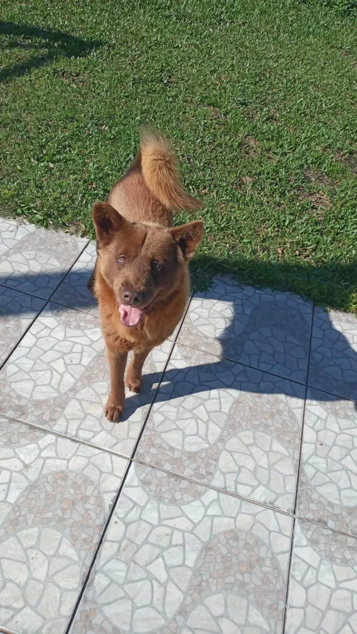 Cachorro ra a SRD-ViraLata idade 4 anos nome Lobinho