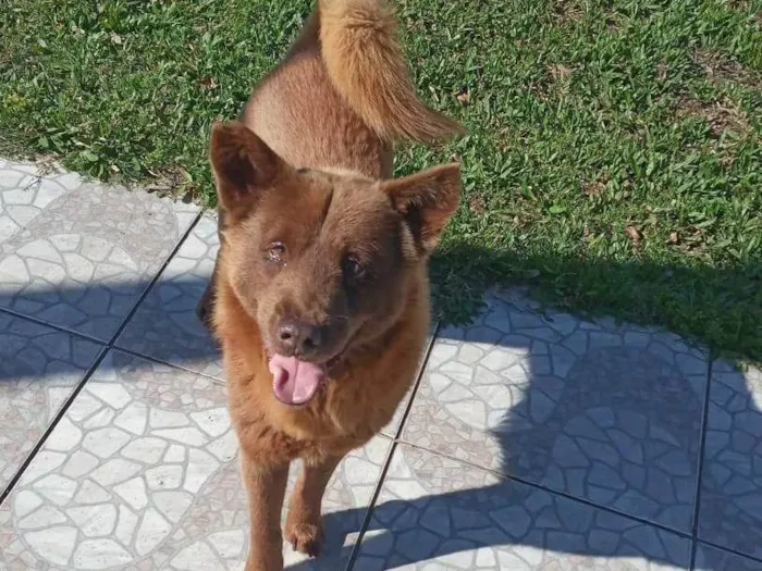 Cachorro ra a SRD-ViraLata idade 4 anos nome Lobinho
