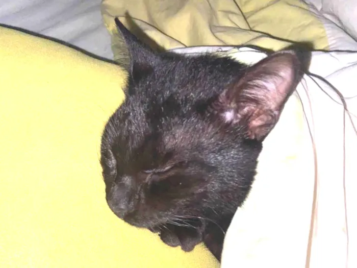 Gato ra a SRD-ViraLata idade 7 a 11 meses nome Banguela