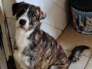 Cachorro raça SRD-ViraLata idade 1 ano nome Pitoco 