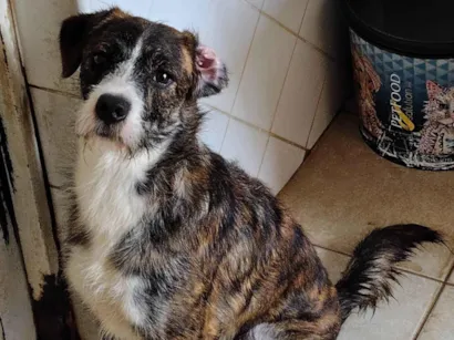 Cachorro raça SRD-ViraLata idade 1 ano nome Pitoco 