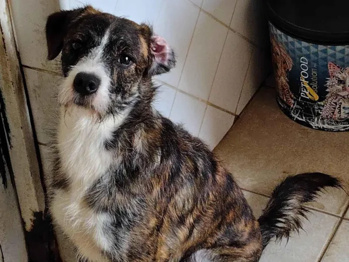 Cachorro ra a SRD-ViraLata idade 1 ano nome Pitoco 