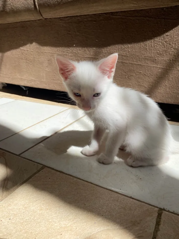Gato ra a Exótico idade 2 a 6 meses nome Nami, robin