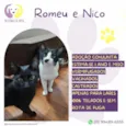 Romeu e Nico