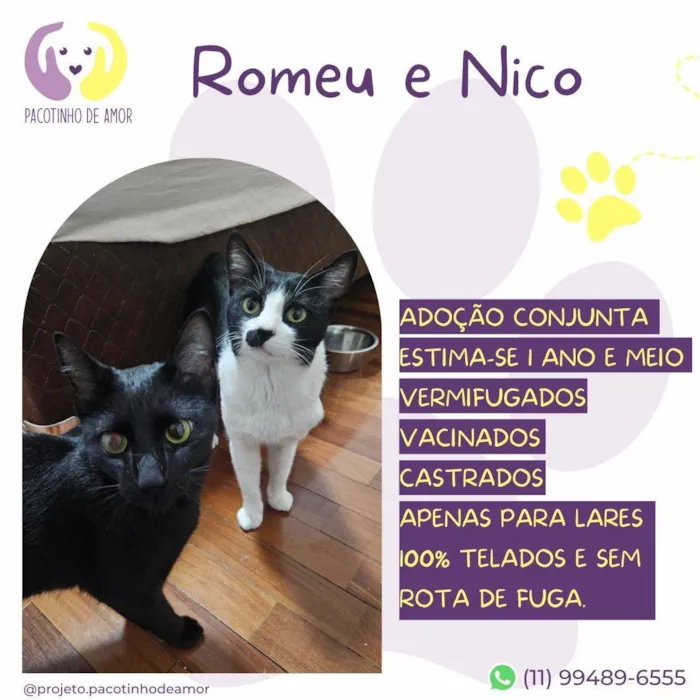 Gato ra a SRD-ViraLata idade 2 anos nome Romeu e Nico