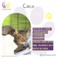 Caco