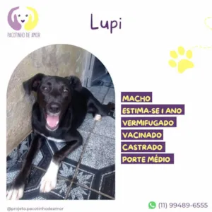 Cachorro raça SRD-ViraLata idade 1 ano nome Lupi