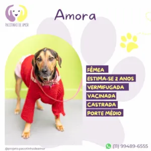 Cachorro raça SRD-ViraLata idade 2 anos nome Amora