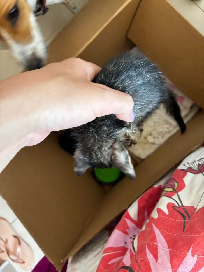 Gato ra a SRD-ViraLata idade Abaixo de 2 meses nome Sem nome