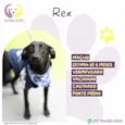 Rex