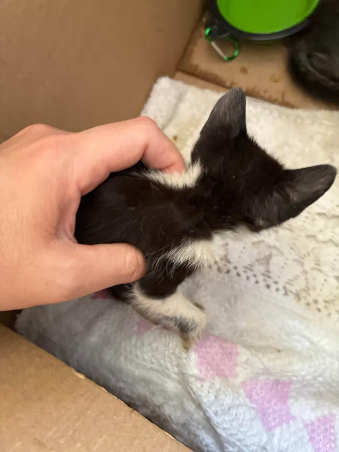 Gato ra a SRD-ViraLata idade Abaixo de 2 meses nome Sem nome