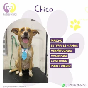 Cachorro raça SRD-ViraLata idade 4 anos nome Chico