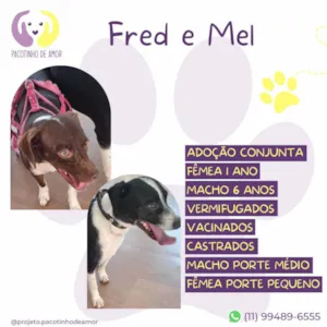 Cachorro raça SRD-ViraLata idade 6 ou mais anos nome Fred e Mel