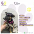 Cléo
