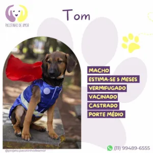 Cachorro raça SRD-ViraLata idade 2 a 6 meses nome Tom
