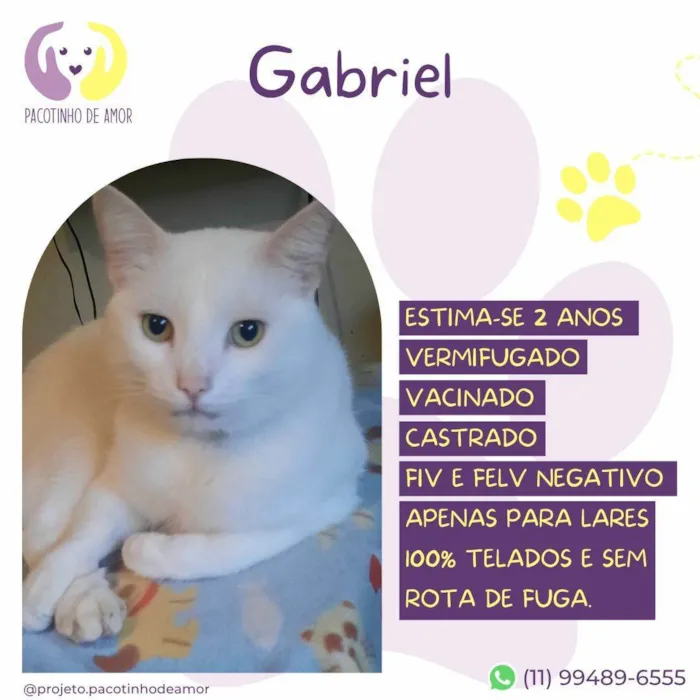 Gato ra a SRD-ViraLata idade 2 anos nome Gabriel 