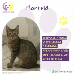 Gato raça SRD-ViraLata idade 7 a 11 meses nome Hortelã 