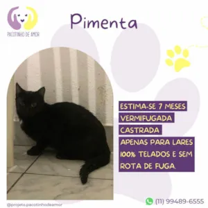 Gato raça SRD-ViraLata idade 7 a 11 meses nome Pimenta 