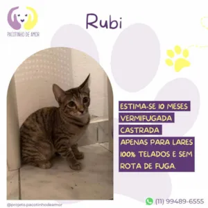 Gato raça SRD-ViraLata idade 7 a 11 meses nome Rubi