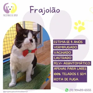Gato raça SRD-ViraLata idade 5 anos nome Frajolão
