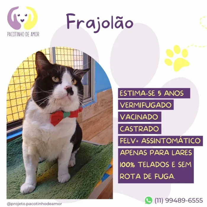 Gato ra a SRD-ViraLata idade 5 anos nome Frajolão