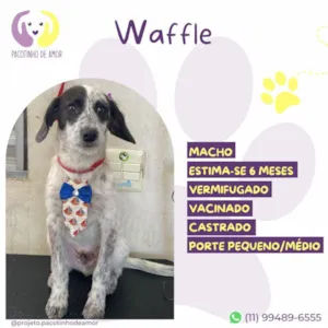 Cachorro raça SRD-ViraLata idade 7 a 11 meses nome Waffle 