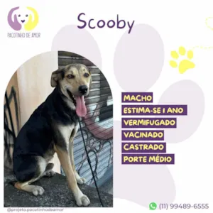 Cachorro raça SRD-ViraLata idade 1 ano nome Scooby