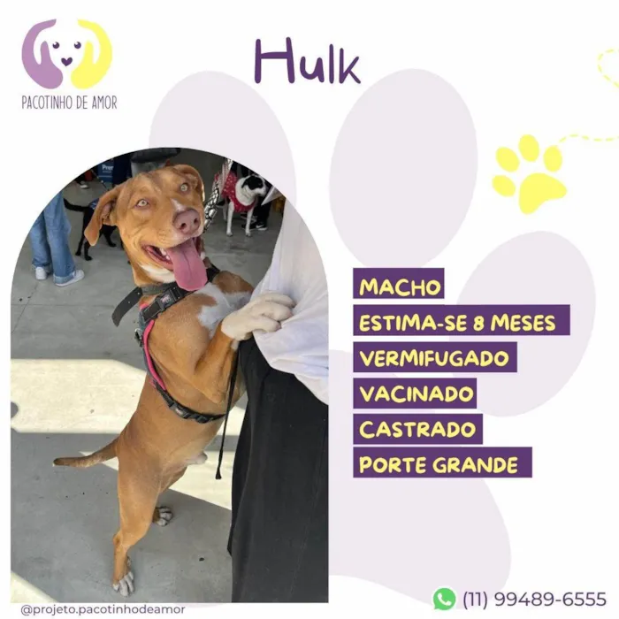 Cachorro ra a Pit-Bull idade 7 a 11 meses nome Hulk