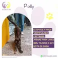 Polly