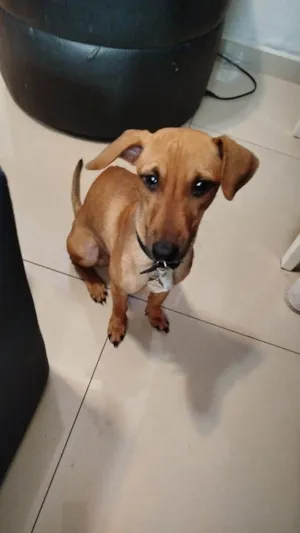 Cachorro raça Basset-Cofap idade 7 a 11 meses nome Pite 