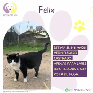 Gato raça SRD-ViraLata idade 6 ou mais anos nome Felix 