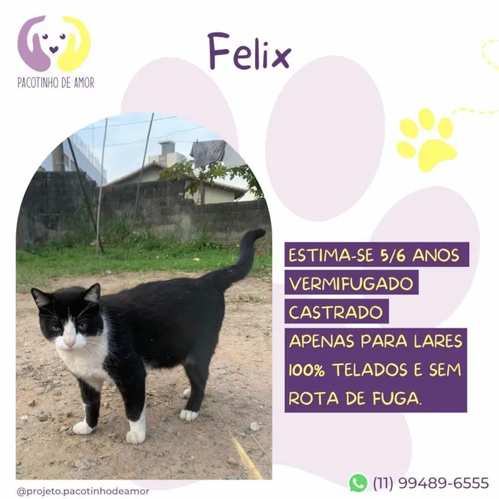 Gato ra a SRD-ViraLata idade 6 ou mais anos nome Felix 