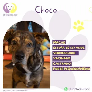 Cachorro raça SRD-ViraLata idade 6 ou mais anos nome Choco