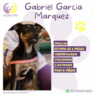 Cachorro raça SRD-ViraLata idade 2 a 6 meses nome Gabriel 