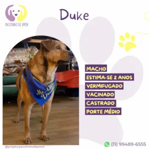 Cachorro raça SRD-ViraLata idade 2 anos nome Duke