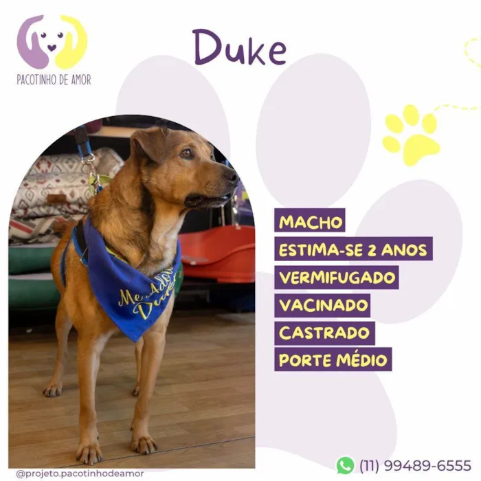 Cachorro ra a SRD-ViraLata idade 2 anos nome Duke