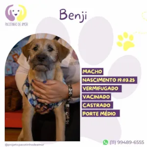Cachorro raça SRD-ViraLata idade 7 a 11 meses nome Benji 
