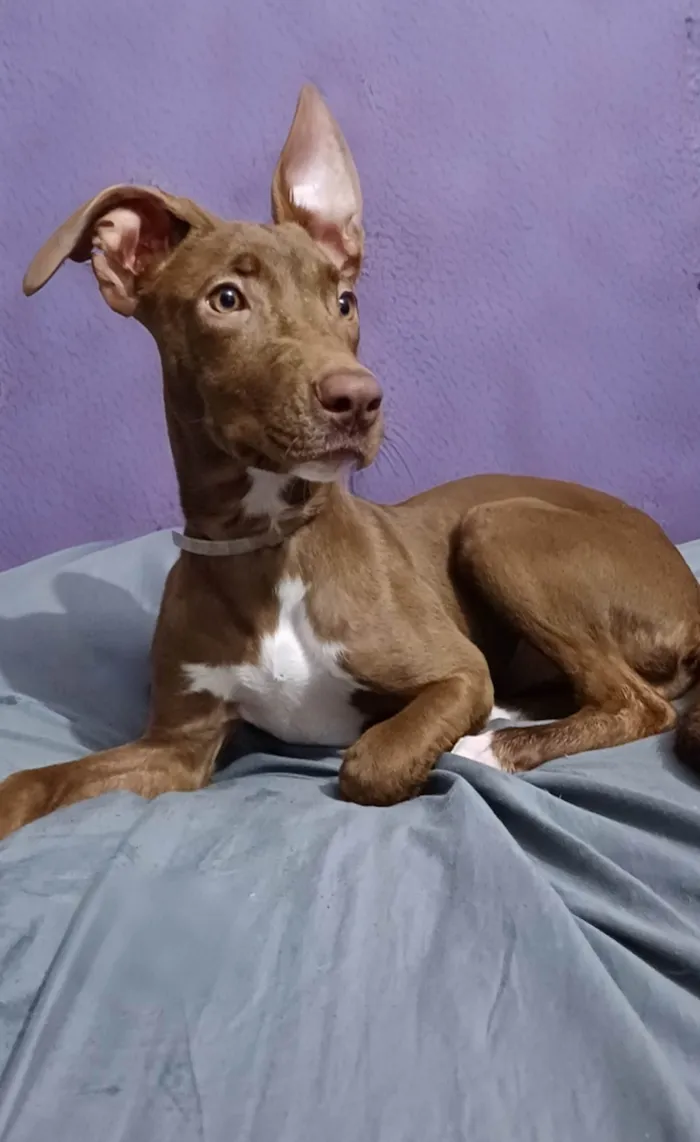 Cachorro ra a SRD-ViraLata idade 2 a 6 meses nome Sully 
