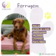 Ferrugem 