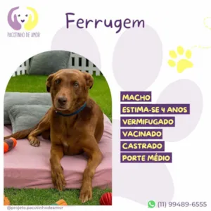 Cachorro raça SRD-ViraLata idade 4 anos nome Ferrugem 