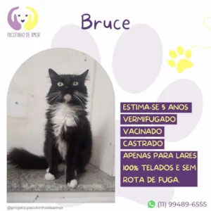 Gato raça SRD-ViraLata idade 5 anos nome Bruce