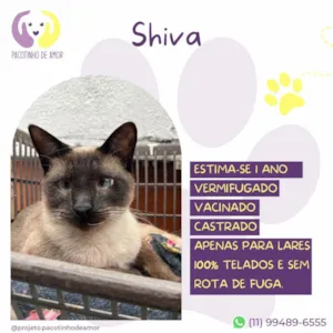 Cachorro raça SRD-ViraLata idade 1 ano nome Shiva