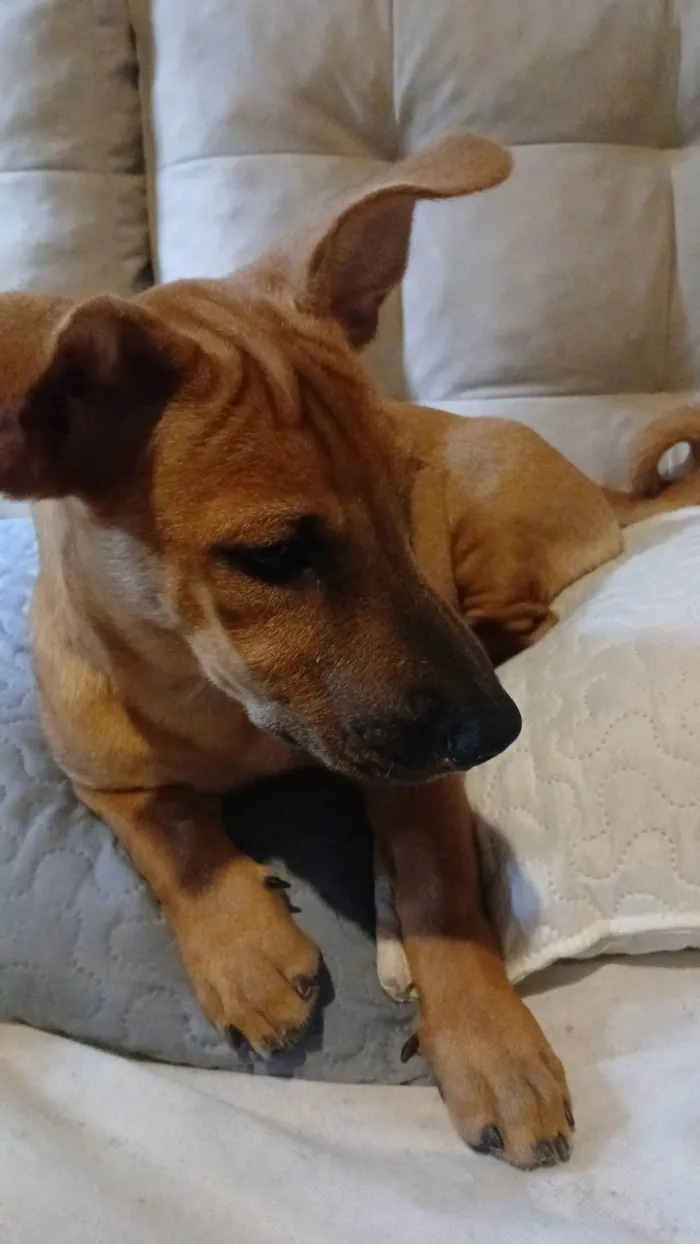 Cachorro ra a SRD-ViraLata idade 1 ano nome Pandora 