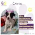 Cristal