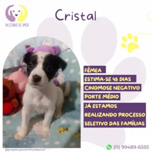 Cachorro raça SRD-ViraLata idade 2 a 6 meses nome Cristal