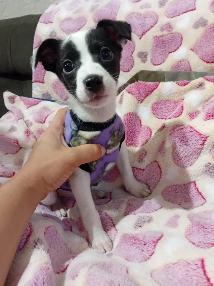 Cachorro ra a SRD-ViraLata idade 2 a 6 meses nome Cristal